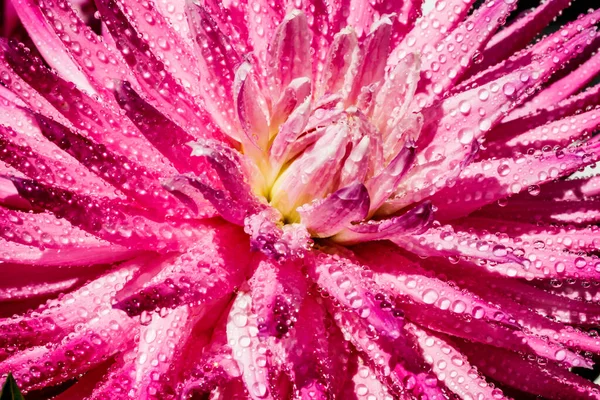 Rózsaszín Dália Virág Esőcseppekkel Kertben — Stock Fotó