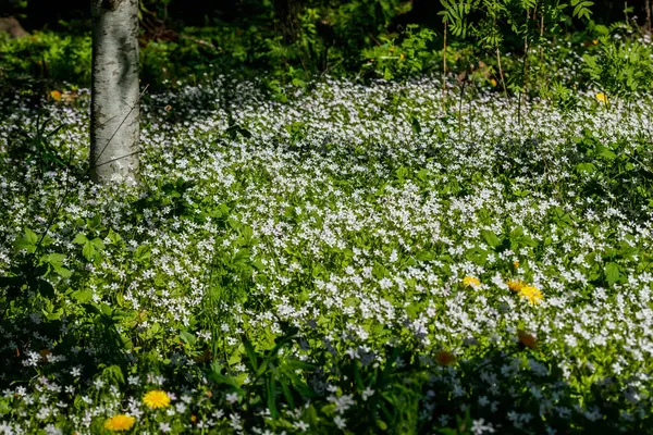 Weiße Wildblumen Von Claytonia Sibirica Schattigen Wald — Stockfoto