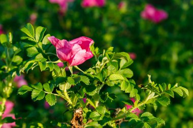 Yaz bahçesinde çiçek açan dogrose çiçekleri