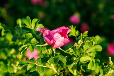 Yaz bahçesinde çiçek açan dogrose çiçekleri