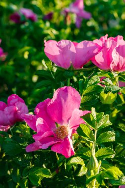 Yaz bahçesinde çiçek açan dogrose çiçekleri