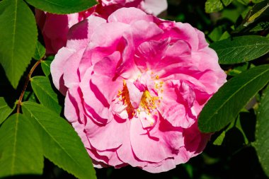 Yaz bahçesinde çiçek açan dogrose çiçekleri