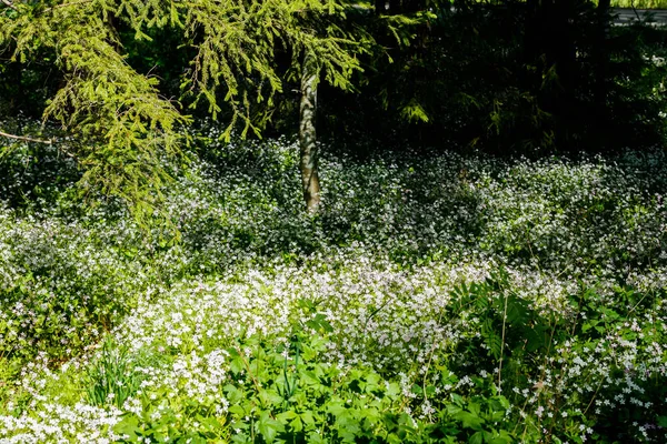 Weiße Wildblumen Von Claytonia Sibirica Schattigen Wald — Stockfoto