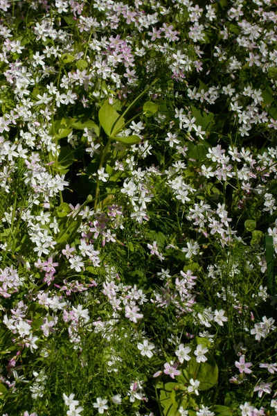 Fundo Flores Silvestres Brancas Claytonia Sibirica Floresta Sombria — Fotografia de Stock