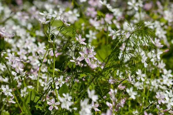 Gölgeli ormanda Claytonia sibirica 'nın beyaz kır çiçeklerinin arka planı