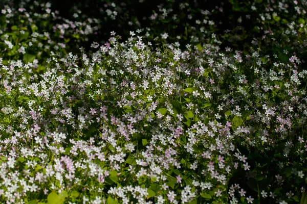 Hintergrund Weißer Wildblumen Von Claytonia Sibirica Schattigen Wald — Stockfoto