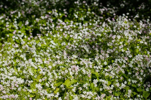 Háttér Fehér Vadvirágok Claytonia Sibirica Árnyas Erdőben — Stock Fotó