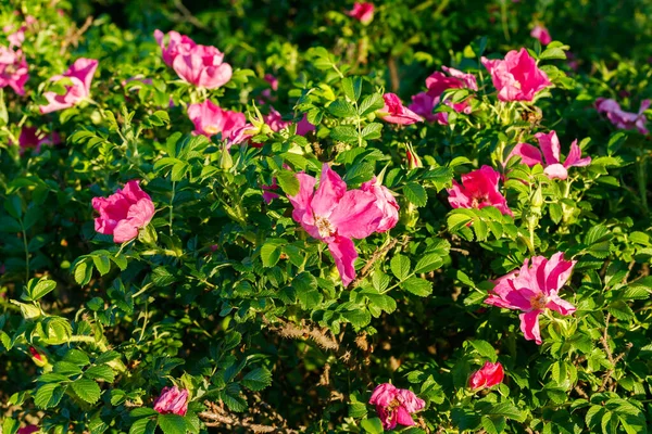 Ανθισμένα Λουλούδια Dogrose Στον Καλοκαιρινό Κήπο — Φωτογραφία Αρχείου