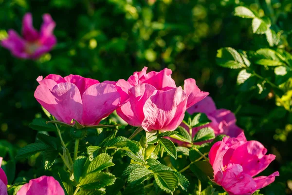 Fioritura Fiori Dogrose Nel Giardino Estivo — Foto Stock