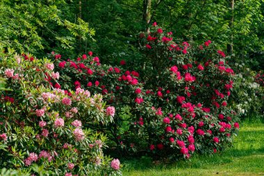 Parkta pembe rhododendron çiçekli Bush, Finlandiya