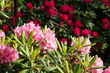 Finlandiya 'da parkta pembe rhododendron çiçekleri