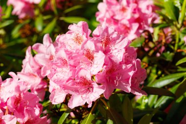 Finlandiya 'da parkta pembe rhododendron çiçekleri