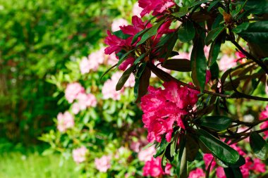 Parkta pembe rhododendron çiçekli Bush, Finlandiya