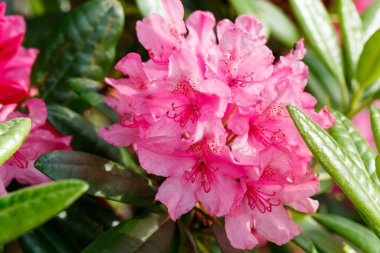 Finlandiya 'da parkta pembe rhododendron çiçekleri