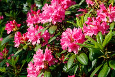 Finlandiya 'da parkta pembe rhododendron çiçekleri