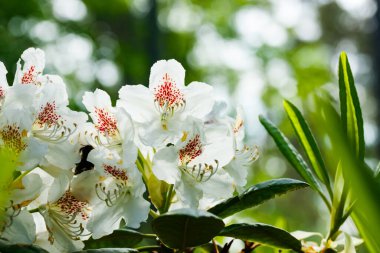 Finlandiya 'da parkta beyaz rhododendron çiçekleri