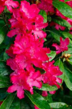 Finlandiya 'da parkta pembe rhododendron çiçekleri