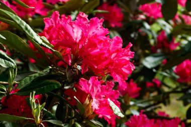 Finlandiya 'da parkta pembe rhododendron çiçekleri