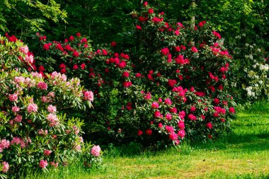 Parkta pembe rhododendron çiçekli Bush, Finlandiya