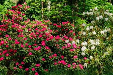Finlandiya 'da parkta pembe ve beyaz rhododendron çiçekli çalılar