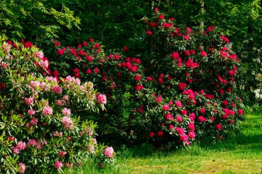 Parkta pembe rhododendron çiçekli Bush, Finlandiya