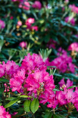 Finlandiya 'da parkta pembe rhododendron çiçekleri
