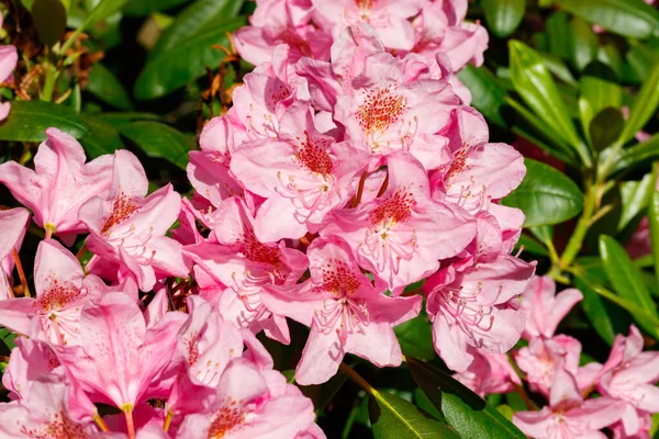 Finlandiya 'da parkta pembe rhododendron çiçekleri