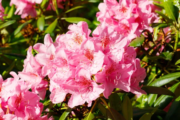 Flores Cor Rosa Rododendro Parque Finlândia — Fotografia de Stock