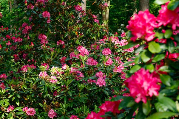 Fiori Rododendro Rosa Nel Parco Finlandia — Foto Stock