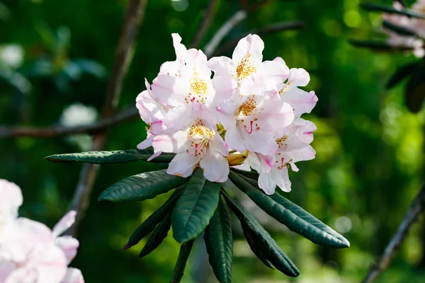 Vita Rhododendron Blommor Parken Finland — Stockfoto