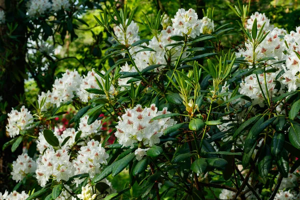 White Rhododendron Flowers Park Finland — Stock Photo, Image