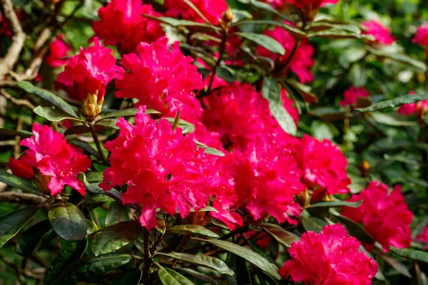 Flores Cor Rosa Rododendro Parque Finlândia — Fotografia de Stock