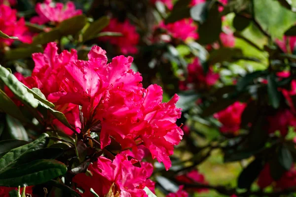 Flores Cor Rosa Rododendro Parque Finlândia — Fotografia de Stock