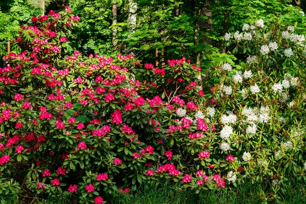 Bush Avec Des Fleurs Rhododendron Rose Blanc Dans Parc Finlande — Photo
