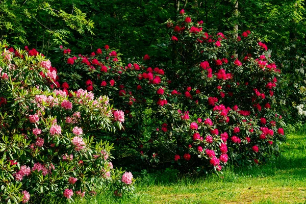 Bush Med Rosa Rhododendron Blommor Parken Finland — Stockfoto