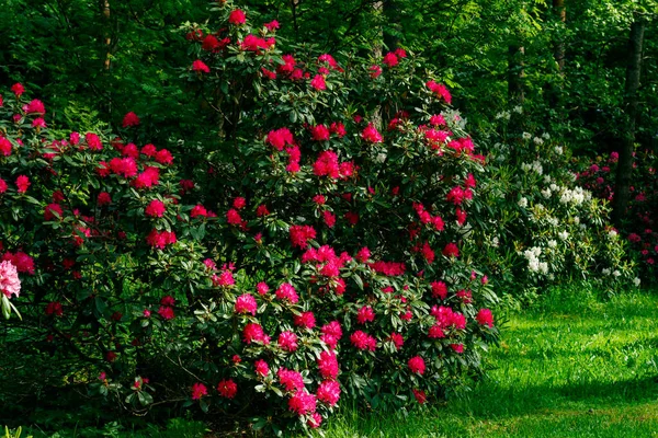 Bush Avec Des Fleurs Rhododendron Rose Dans Parc Finlande — Photo