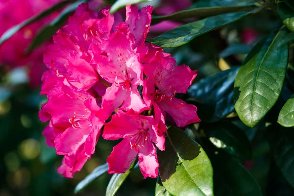 Różowe Kwiaty Rododendronu Parku Finlandia — Zdjęcie stockowe
