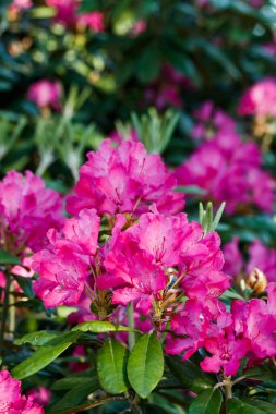 Finlandiya 'da parkta pembe rhododendron çiçekleri