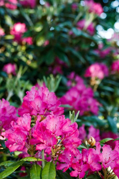 Rosafarbene Rhododendronblüten Park Finnland — Stockfoto