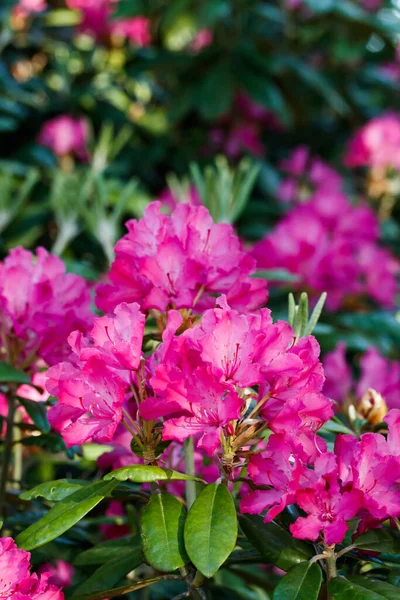 Rosafarbene Rhododendronblüten Park Finnland — Stockfoto