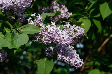 Bahçede açan güzel leylak çiçekleri