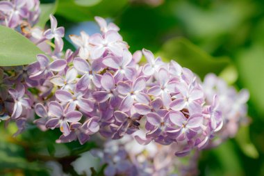 Bahçede açan güzel leylak çiçekleri