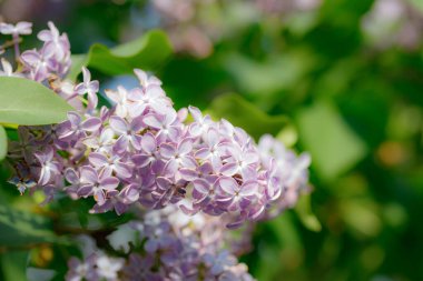 Bahçede açan güzel leylak çiçekleri