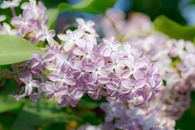 Bahçede açan güzel leylak çiçekleri