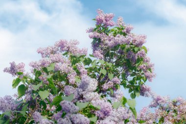 Bahçedeki güzel leylak ağacı mavi gökyüzü arka planında
