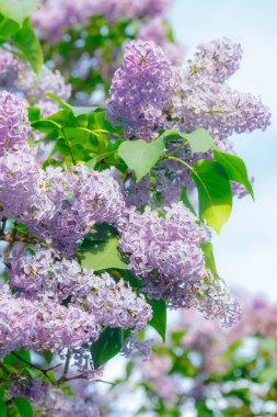 Bahçedeki güzel leylak ağacı mavi gökyüzü arka planında