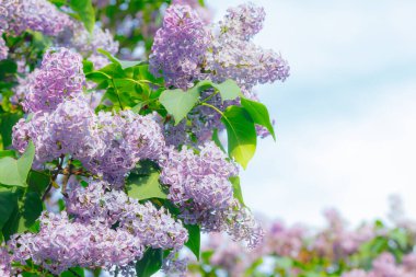 Bahçedeki güzel leylak ağacı mavi gökyüzü arka planında