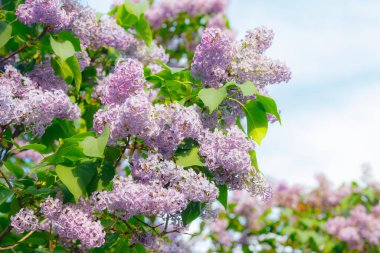Bahçedeki güzel leylak ağacı mavi gökyüzü arka planında