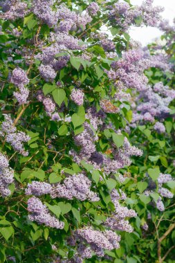 Bahçede açan güzel leylak çiçekleri