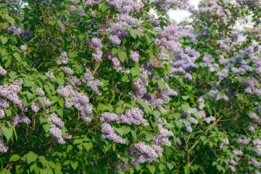 Bahçede açan güzel leylak çiçekleri